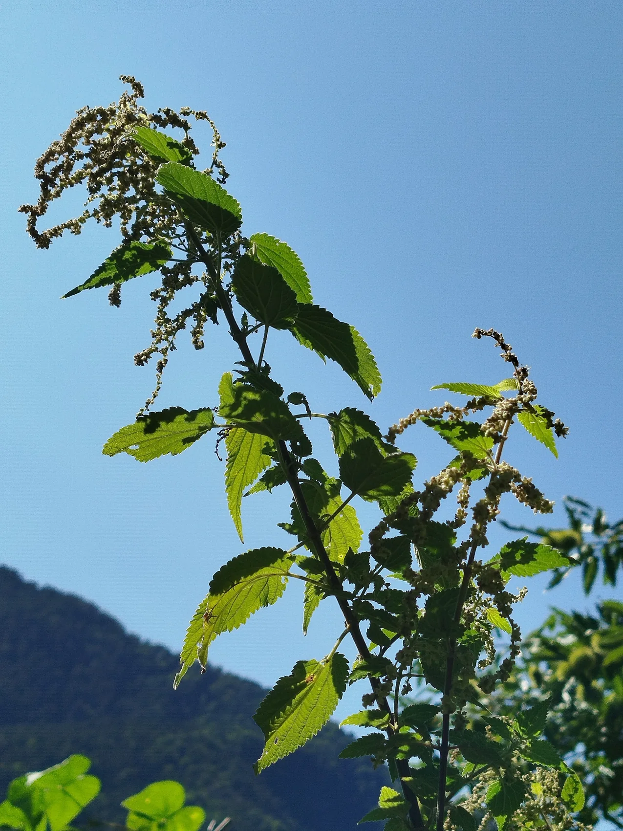 Brennnessel mit Samenständen vor Bergkulisse
