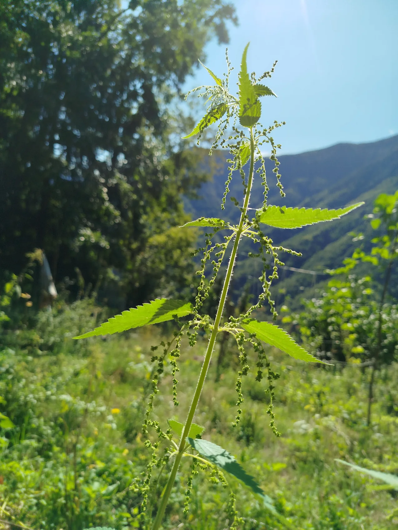 Brennnessel in einer sonnigen Berglandschaft